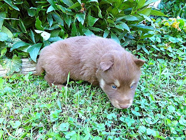 Siberian Husky dogs S8 - Ad 1