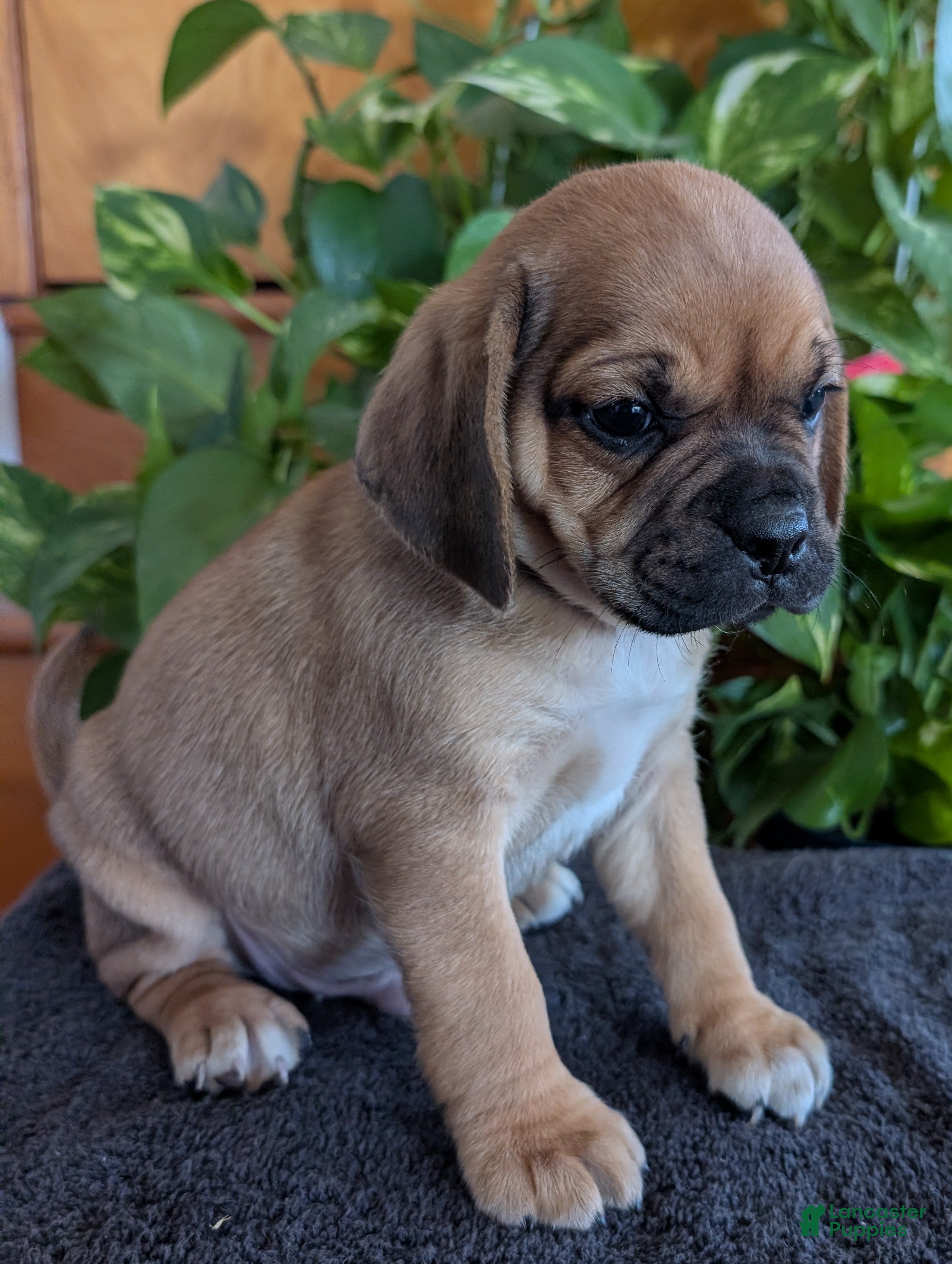 Puggle dogs Kenny  - Ad 2