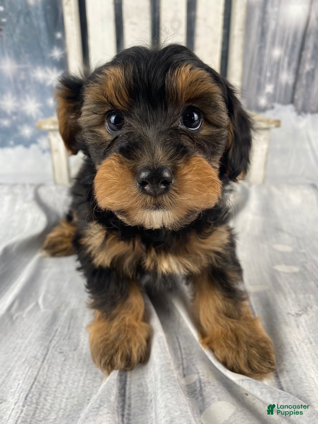 Yorkiepoo dogs for sale: Lacey - Ad 6
