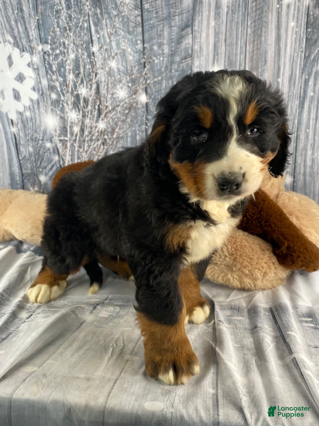 Bernese Mountain Dog dogs for sale: Thor - Ad 5