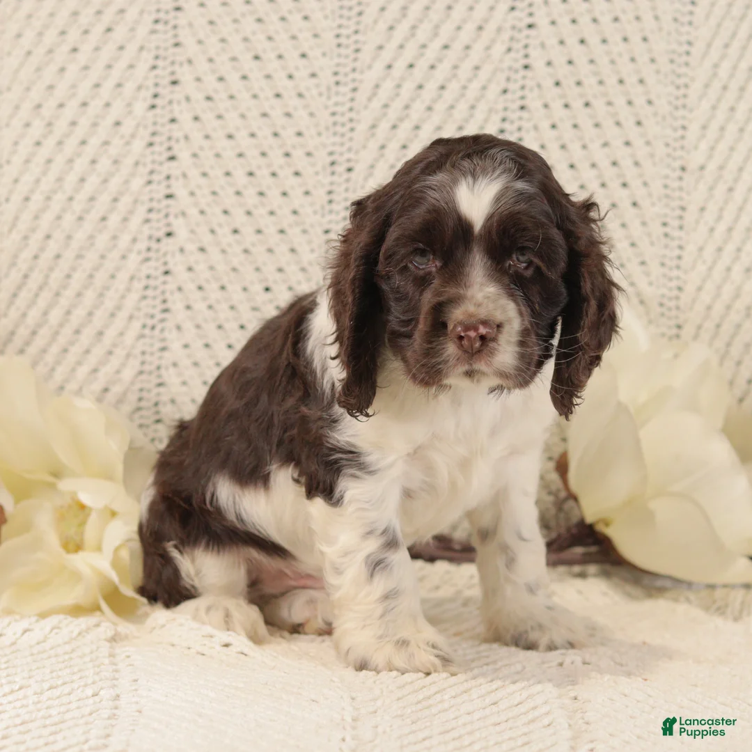 Cocker Spaniel dogs for sale: Buster - Ad 4