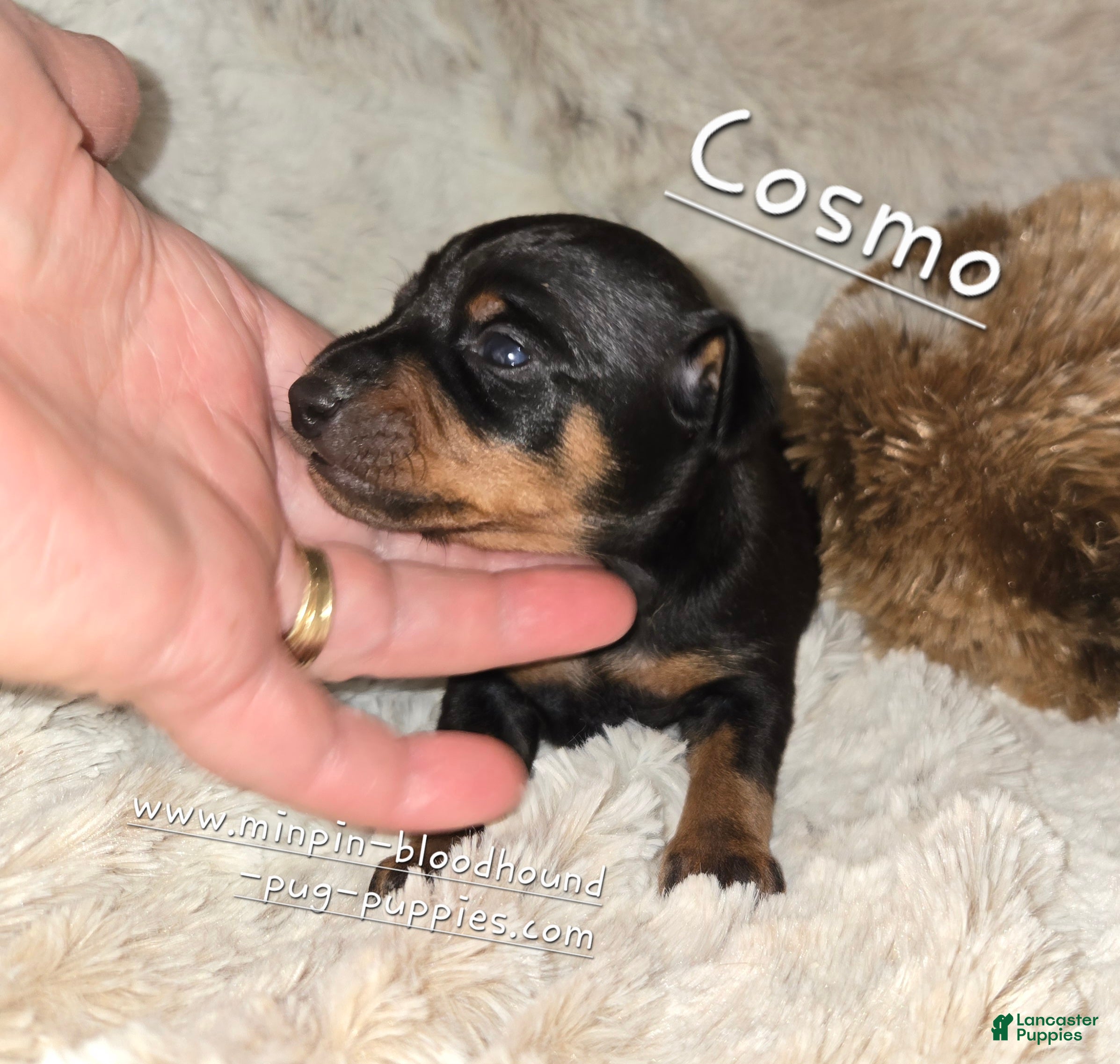 Miniature Pinscher dogs AKC Cosmo  - Ad 5