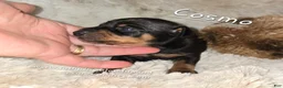 Miniature Pinscher dogs for sale: AKC Cosmo  - Ad 1