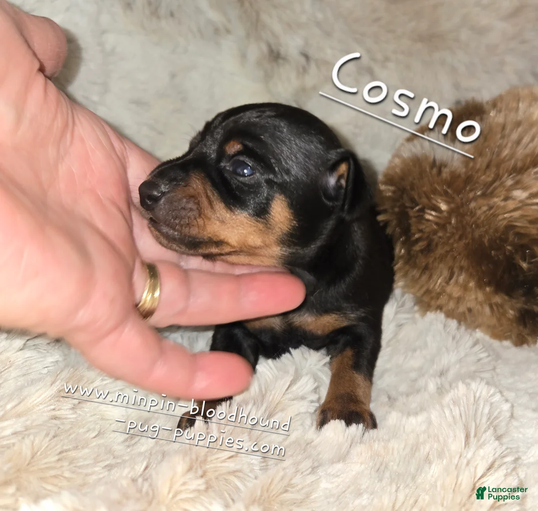 Miniature Pinscher dogs for sale: AKC Cosmo  - Ad 1