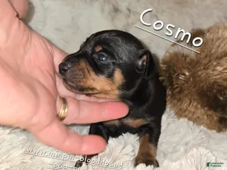 Miniature Pinscher dogs AKC Cosmo - Ad 9