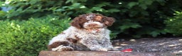 Lagotto Romagnolo dogs for sale: Mia - Ad 6