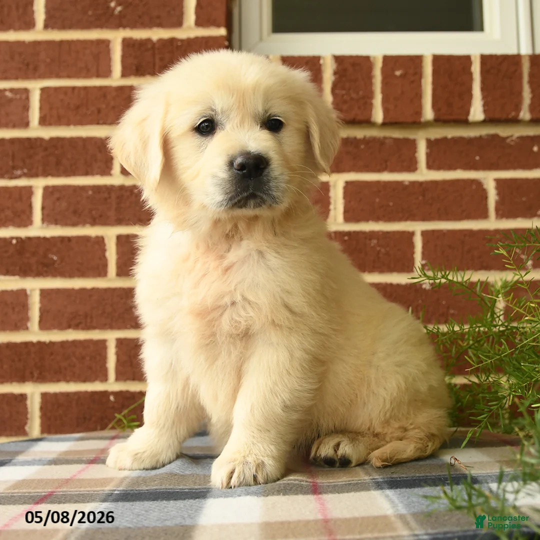 Golden Retriever dogs for sale: Polly - Ad 1