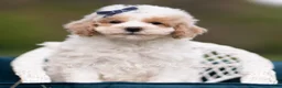Maltipoo dogs for sale: Marley - Ad 5