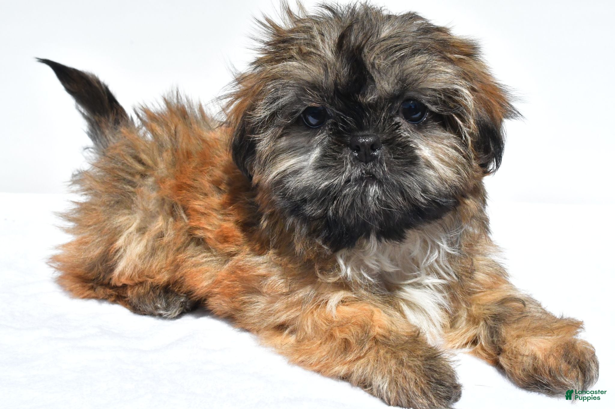 Shih Tzu dogs Violet - Ad 1