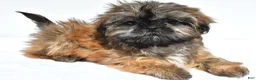 Shih Tzu dogs for sale: Violet - Ad 4