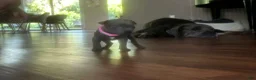 Cane Corso dogs for sale: Cane Corso Puppy 9 - Ad 4
