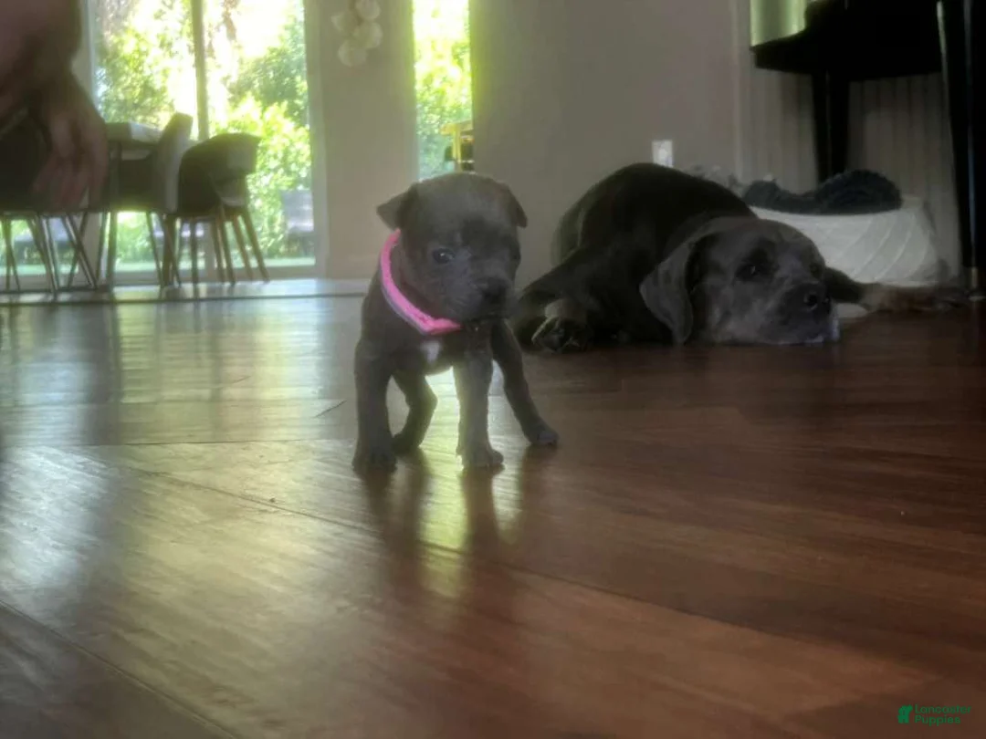 Cane Corso dogs for sale: Cane Corso Puppy 9 - Ad 2