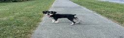 Miniature Schnauzer dogs for sale: Miniature Schnauzer 1 - Ad 1