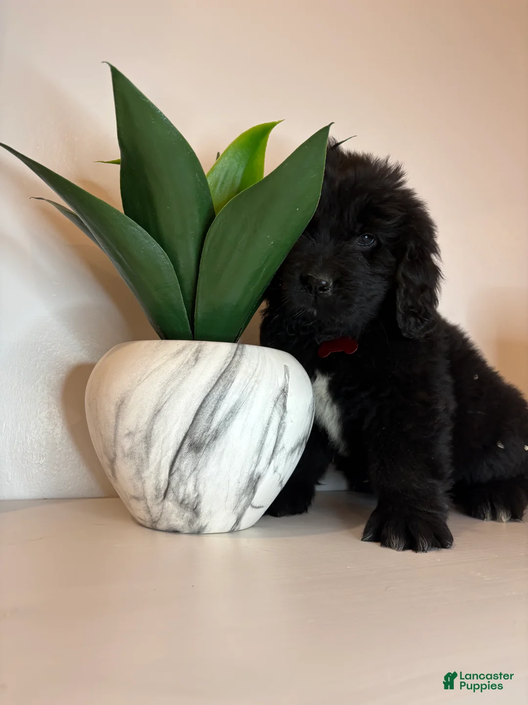 Newfoundland dogs for sale: Bae - Ad 1