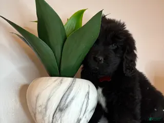 Newfoundland dogs Bae - Ad 16