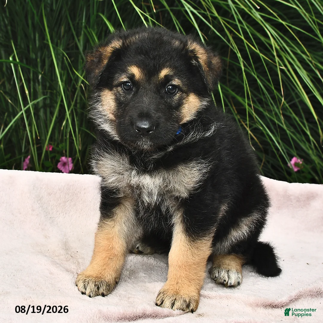 Mixed Breed dogs for sale: Elsie  - Ad 2