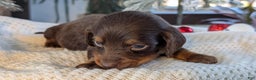 Miniature Dachshund dogs for sale: Falcon - Ad 7