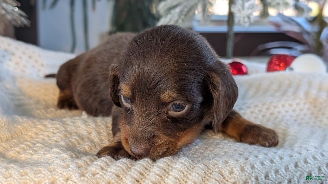 Miniature Dachshund dogs for sale: Falcon - Ad 7