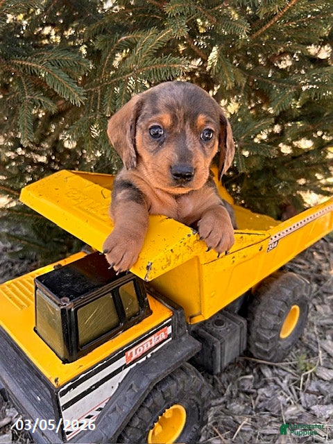 Dachshund dogs Dakota - Ad 1