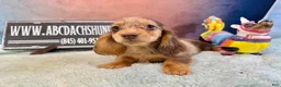 Miniature Dachshund dogs for sale: Import Show Boy Chocolate Dapple - Ad 9