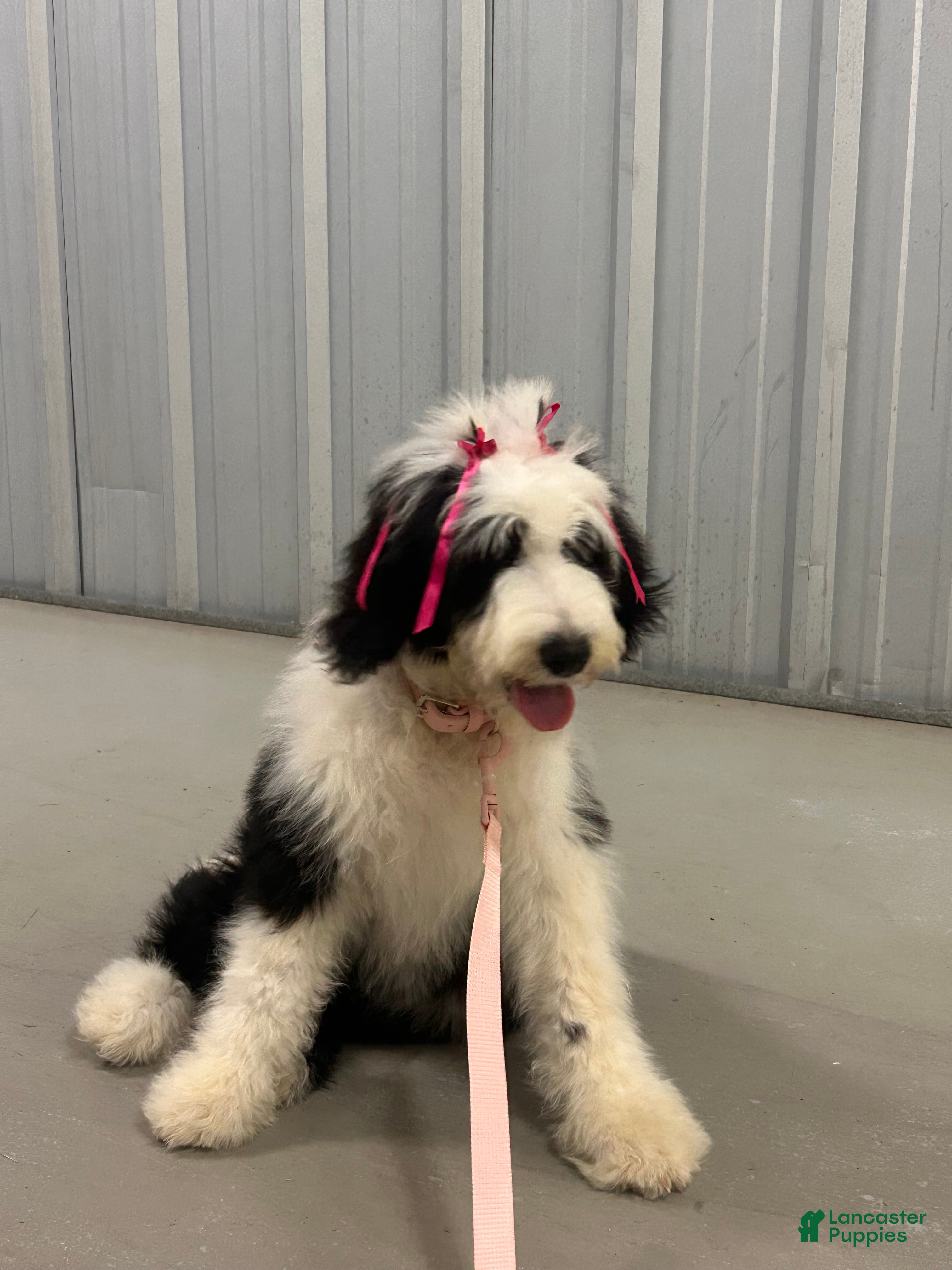 Sheepadoodle dogs Sheepadoodle 1 - Ad 10