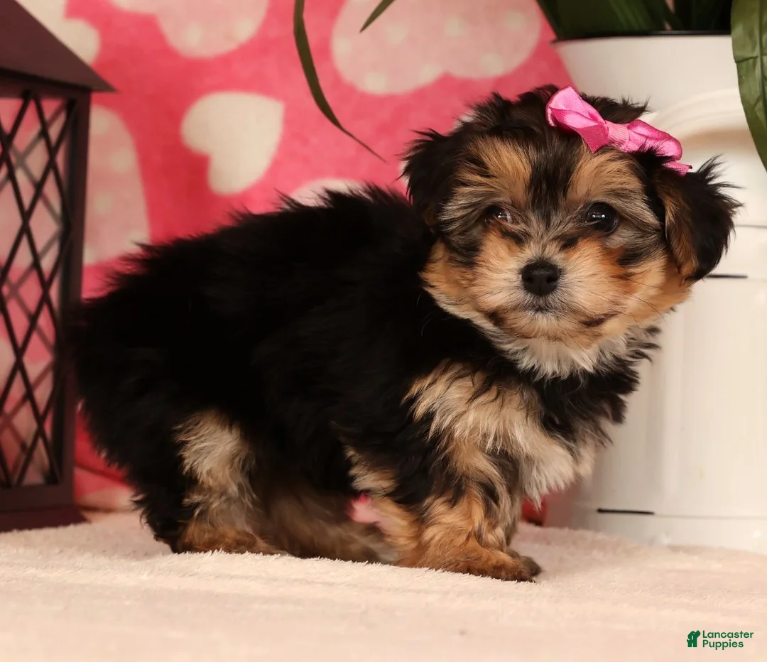 Yochon dogs for sale: Tony - Ad 4