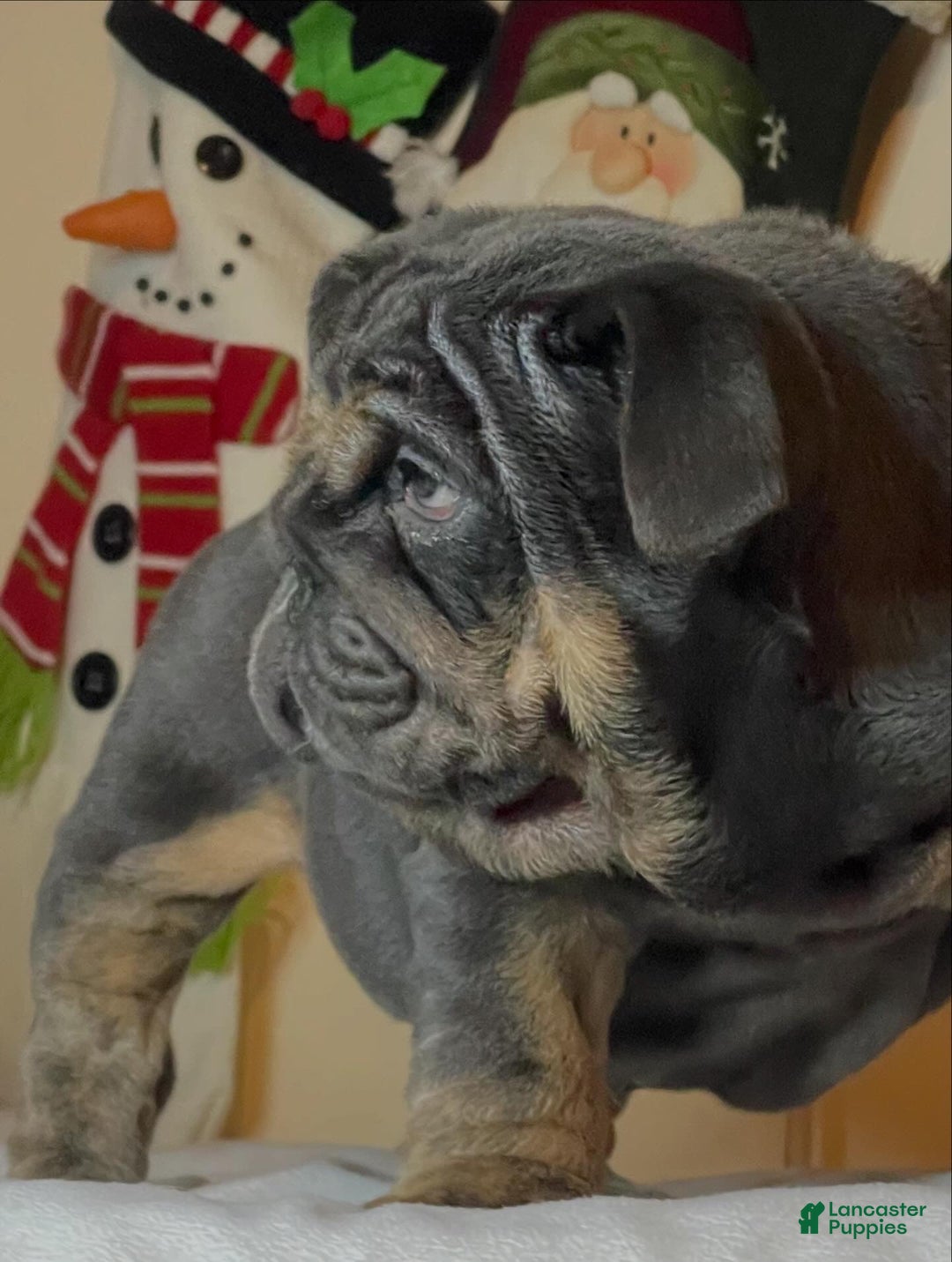 English Bulldog dogs for sale: Smoothie - Ad 7