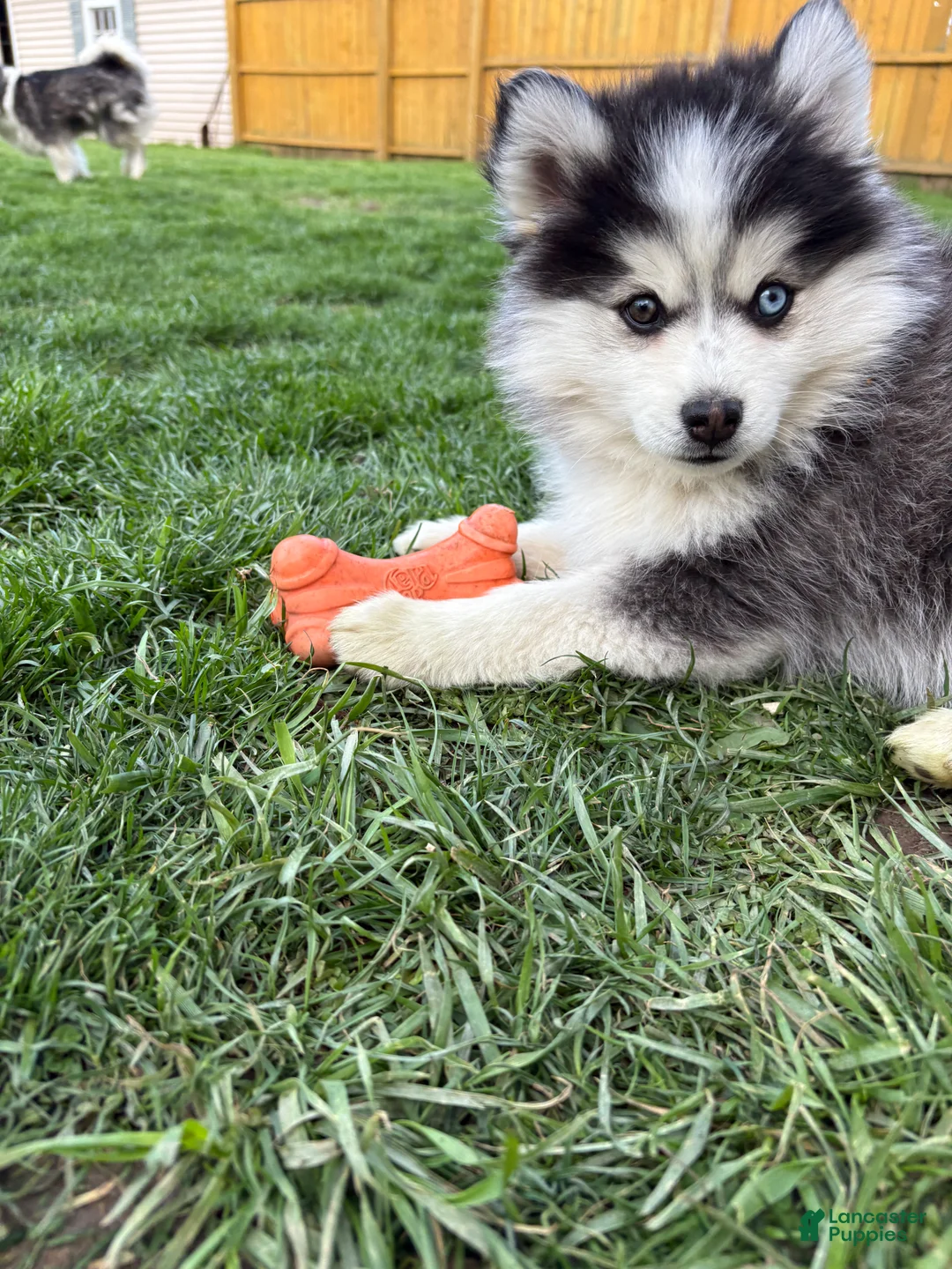 Pomsky dogs for sale: Violet - Ad 2