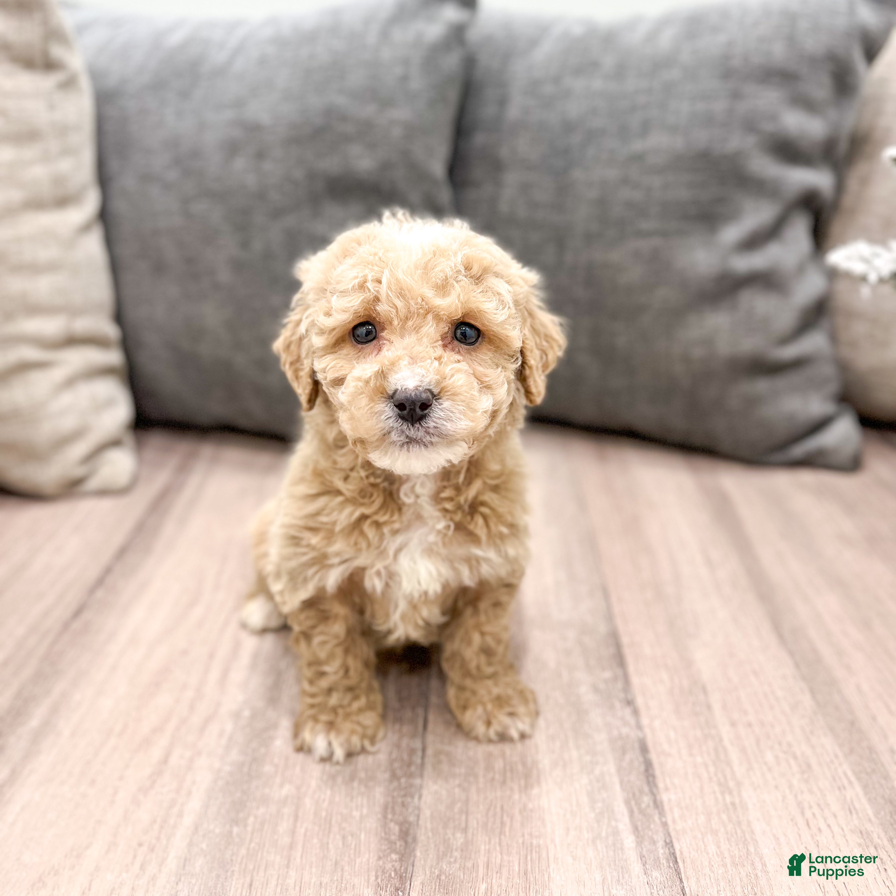 Goldendoodle dogs Bella - Ad 7