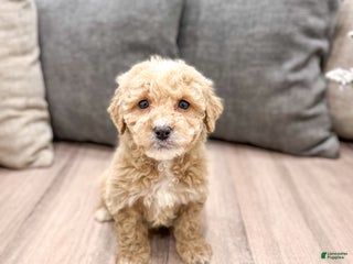 Goldendoodle dogs Bella - Ad 7