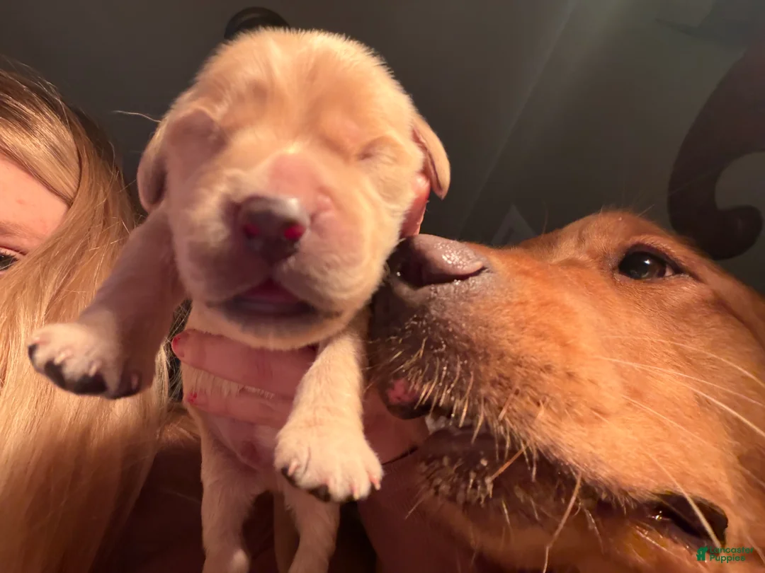 Golden Retriever dogs for sale: Archie - Ad 4