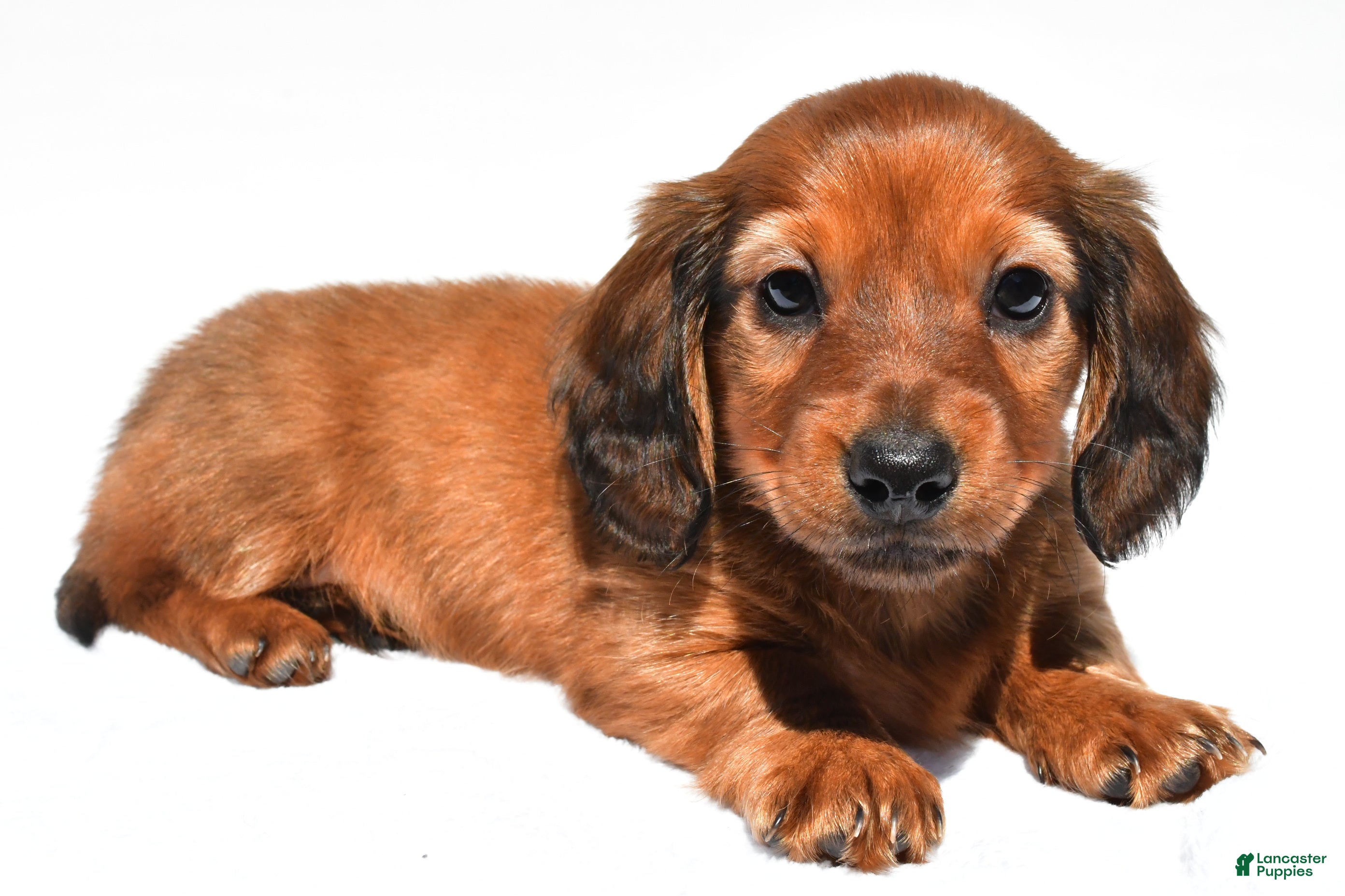 Miniature Dachshund dogs Milo - Ad 1