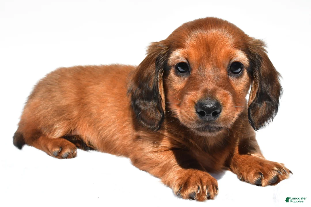 Miniature Dachshund dogs for sale: Milo - Ad 1