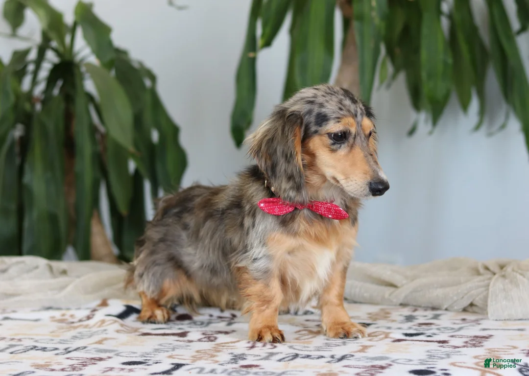 Miniature Dachshund dogs for sale: Pepper - Ad 4
