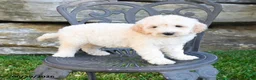 Mini Goldendoodle dogs for sale: Katrina - Ad 1