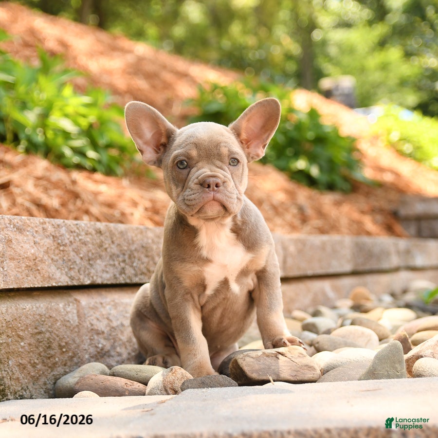 Frenchton dogs Zoey - Ad 1