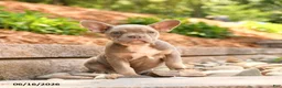 Frenchton dogs for sale: Zoey - Ad 1