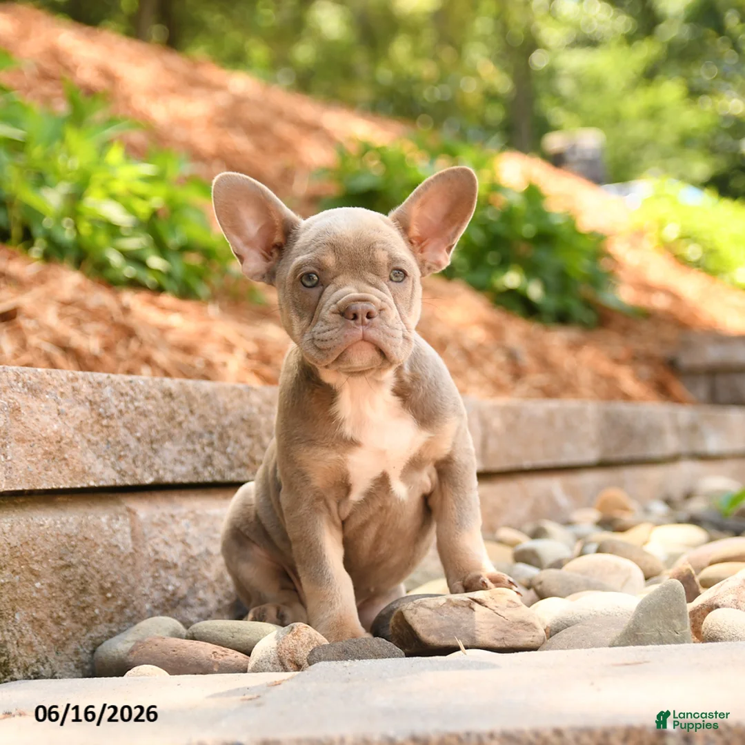 Frenchton dogs for sale: Zoey - Ad 1