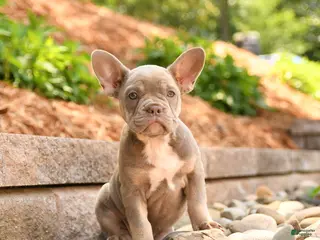 Frenchton dogs for sale: Zoey - Ad 2