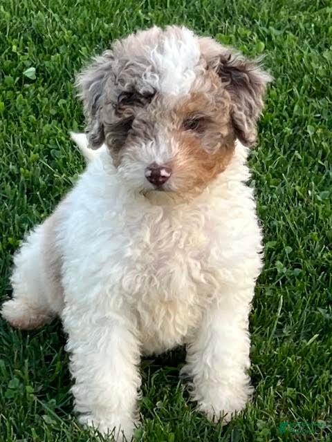 Mini Aussiedoodle dogs Macaron Mini Aussiedoodle  - Ad 2