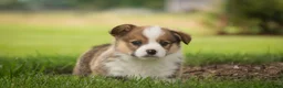 Welsh Corgi Pembroke dogs for sale: Buzz - Ad 9