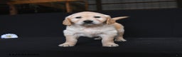 Golden Retriever dogs for sale: River  - Ad 1