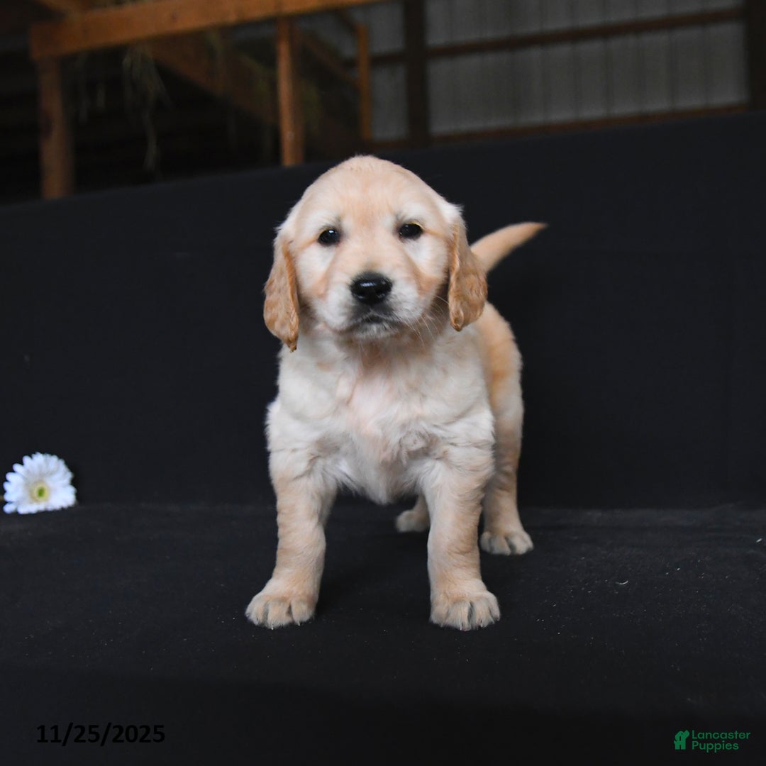 Golden Retriever dogs for sale: River  - Ad 1