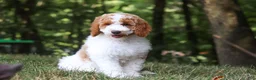 Standard Poodle dogs for sale: Blossom - Ad 14
