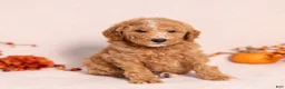 Miniature Poodle dogs for sale: Optimus Prime - Ad 1