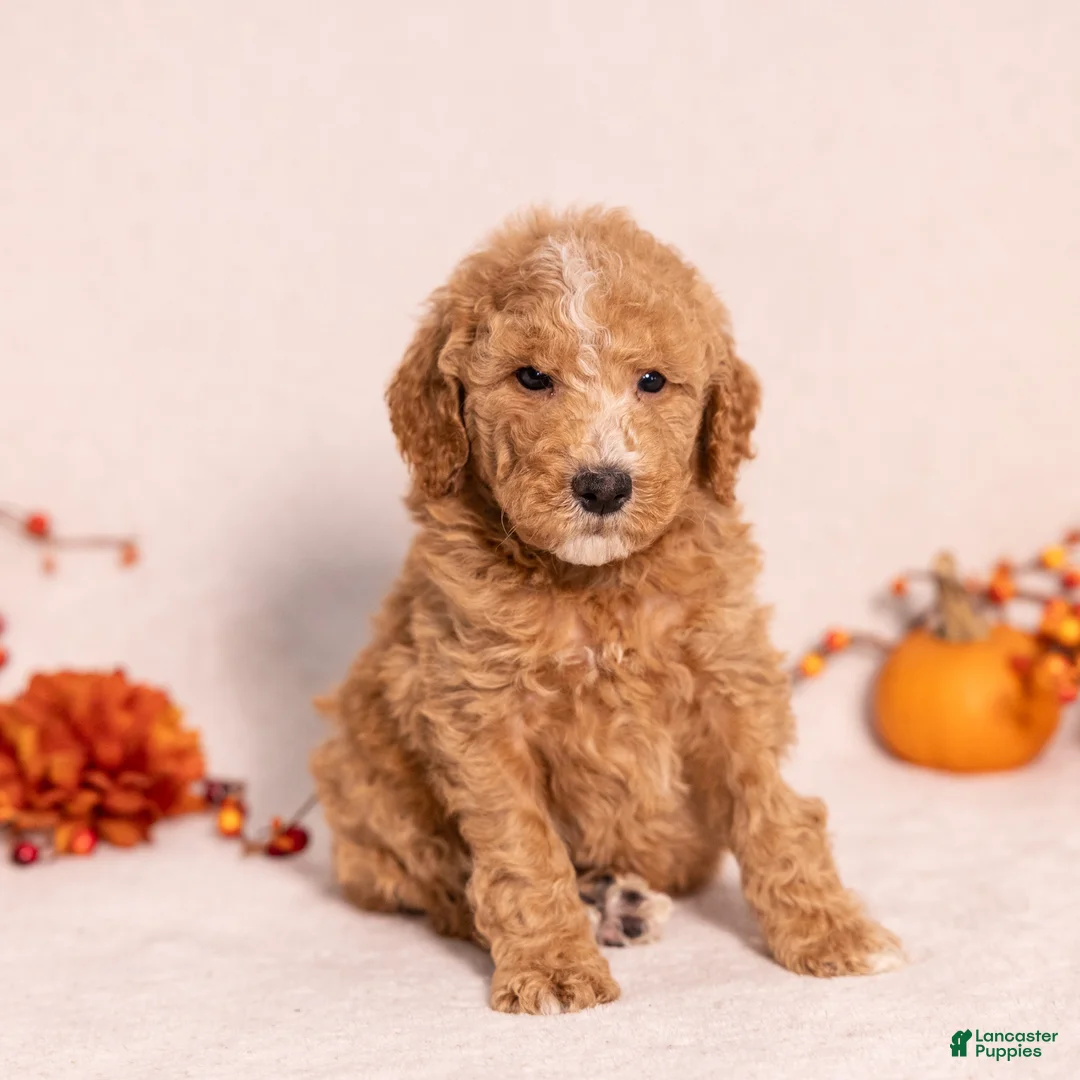 Miniature Poodle dogs for sale: Optimus Prime - Ad 1