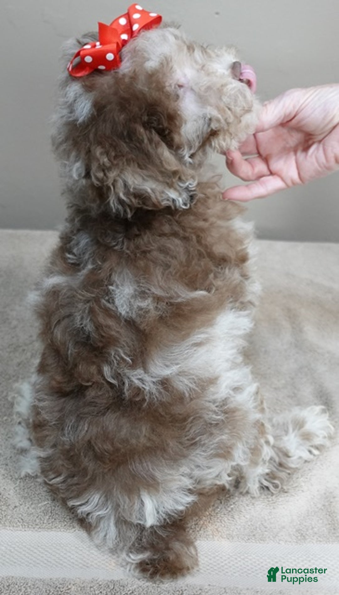 Toy Poodle dogs for sale: iven neutered 12/9/25 - Ad 11