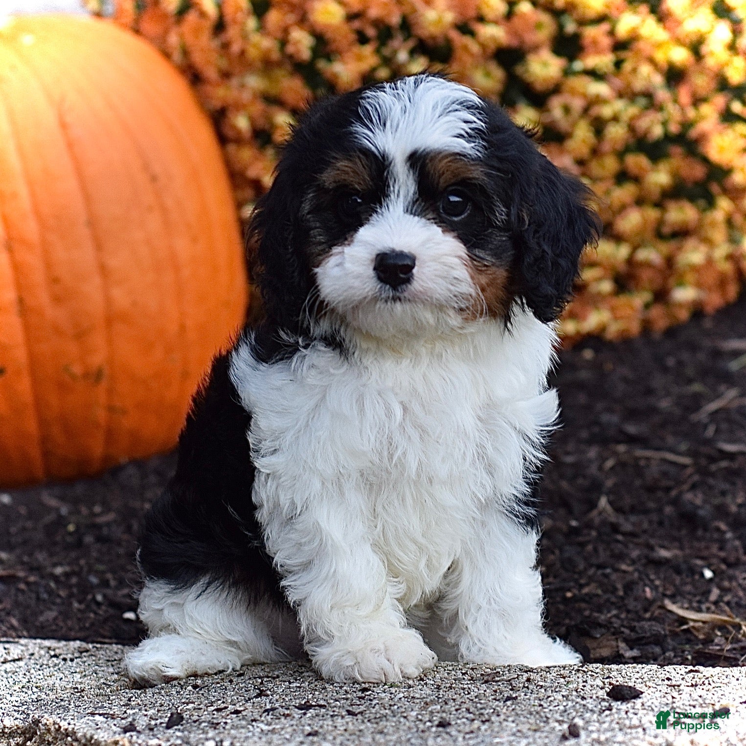 Cavapoo dogs Diesel  - Ad 2