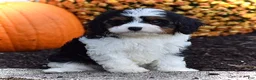 Cavapoo dogs for sale: Diesel  - Ad 2
