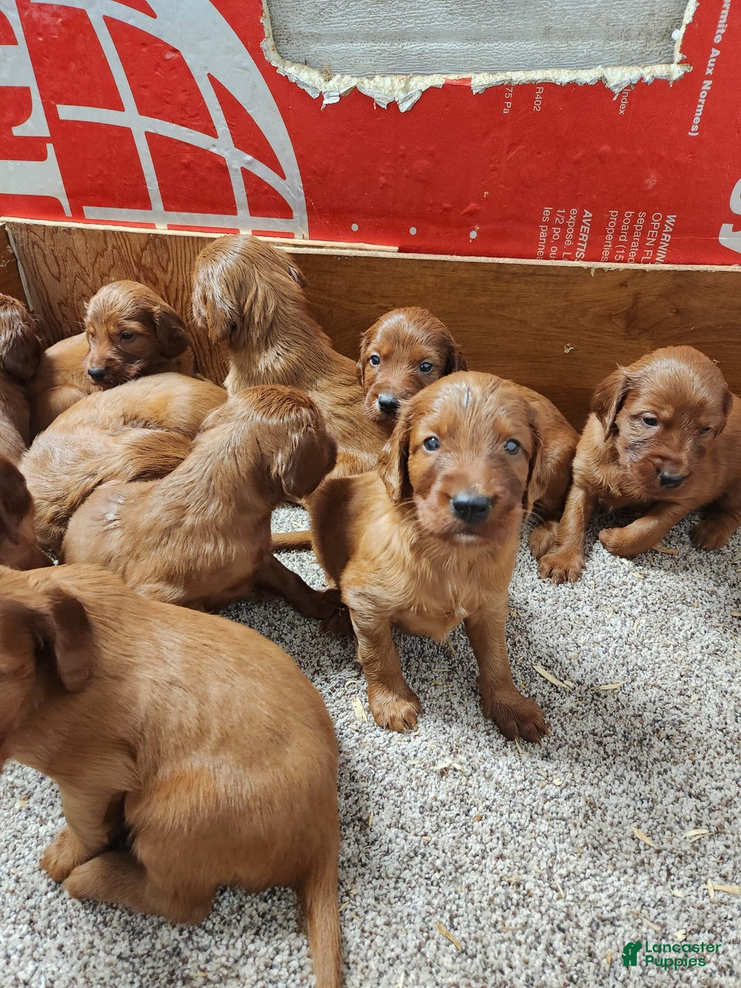 Gallery Image {{count}}